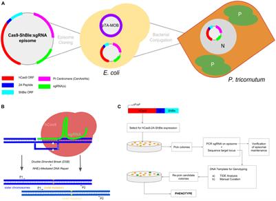 Frontiers | Multiplexed Knockouts In The Model Diatom Phaeodactylum By ...